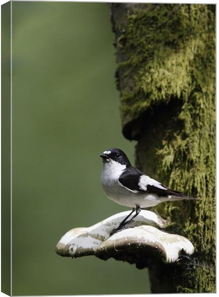 PIED FLYCATCHER Canvas Print by Anthony R Dudley (LRPS)