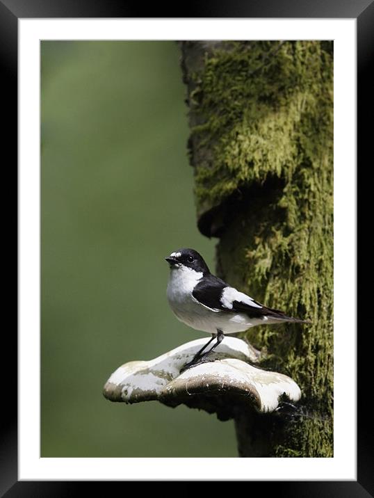 PIED FLYCATCHER Framed Mounted Print by Anthony R Dudley (LRPS)