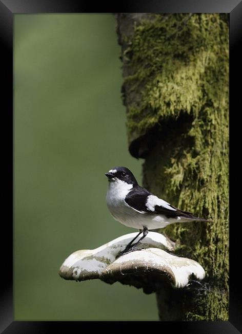PIED FLYCATCHER Framed Print by Anthony R Dudley (LRPS)