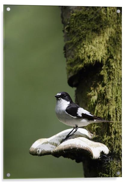 PIED FLYCATCHER Acrylic by Anthony R Dudley (LRPS)