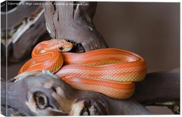 Bright orange pet corn snake Canvas Print by Rhys Leonard