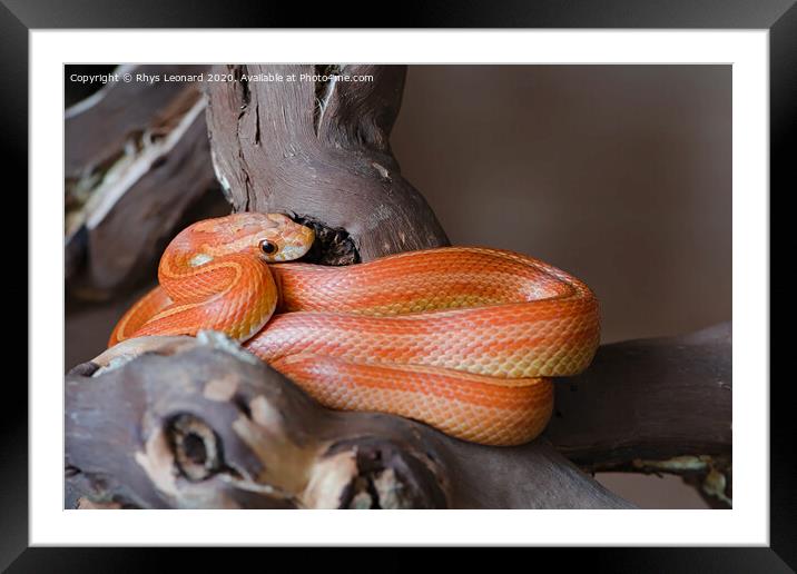 Bright orange pet corn snake Framed Mounted Print by Rhys Leonard