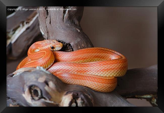 Bright orange pet corn snake Framed Print by Rhys Leonard