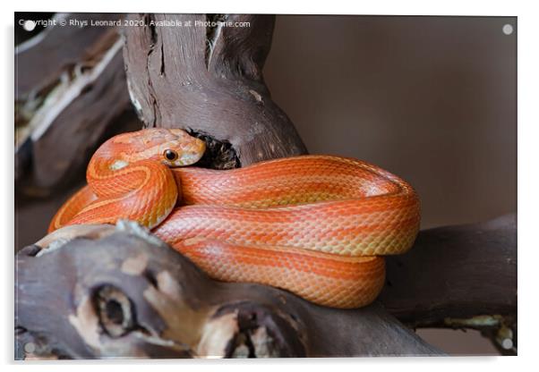 Bright orange pet corn snake Acrylic by Rhys Leonard