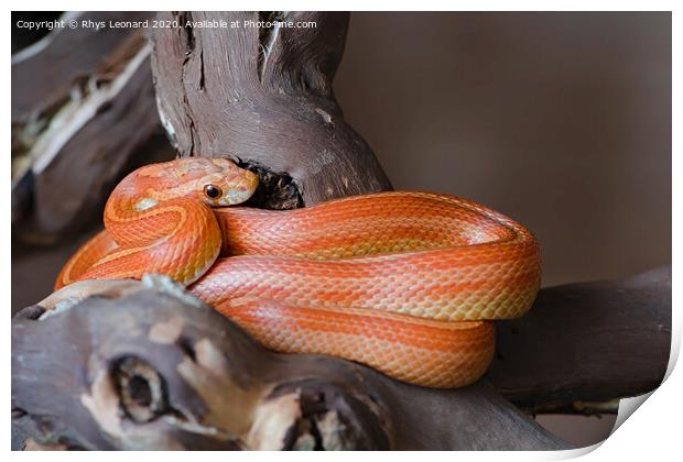 Bright orange pet corn snake Print by Rhys Leonard