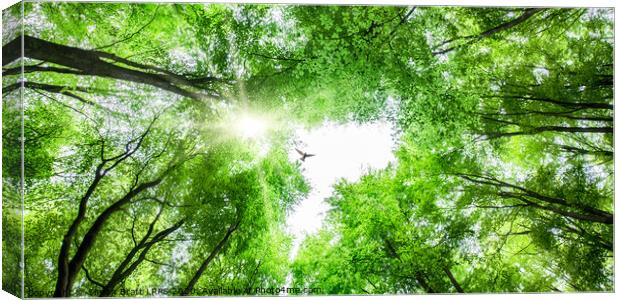 View through tree canopy with bird soaring Canvas Print by Simon Bratt LRPS