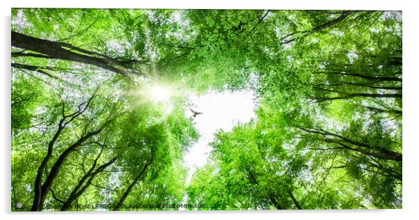 View through tree canopy with bird soaring Acrylic by Simon Bratt LRPS