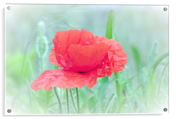 Poppy Red Acrylic by paulette hurley