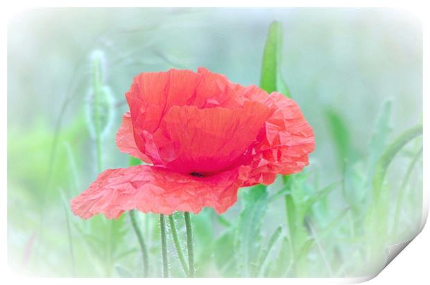Poppy Red Print by paulette hurley