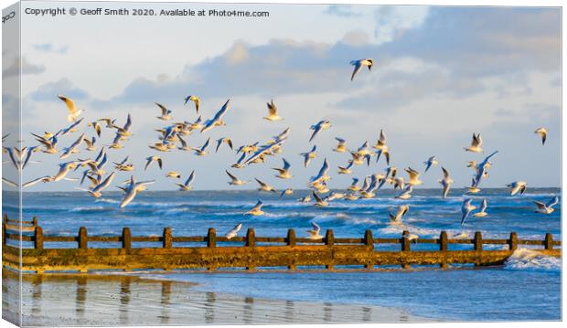 Flock of gulls in flight Canvas Print by Geoff Smith