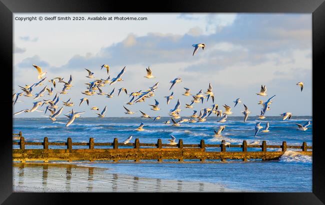 Flock of gulls in flight Framed Print by Geoff Smith