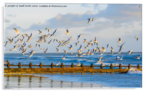 Flock of gulls in flight Acrylic by Geoff Smith