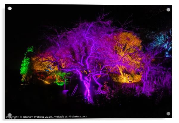Glow 2020 at RHS Wisley Garden Acrylic by Graham Prentice