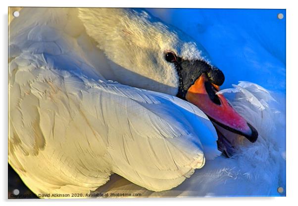 Swan tears  Acrylic by David Atkinson