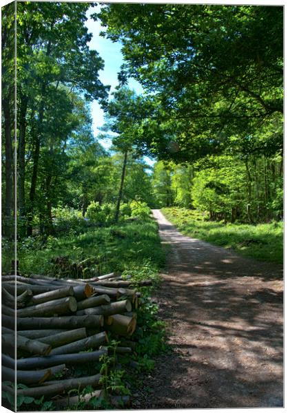 Woodland path, Norsey Woods, Billericay, Essex, UK. Canvas Print by Peter Bolton