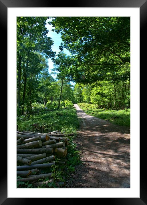 Woodland path, Norsey Woods, Billericay, Essex, UK. Framed Mounted Print by Peter Bolton