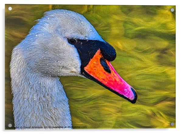 Swan  Acrylic by David Atkinson
