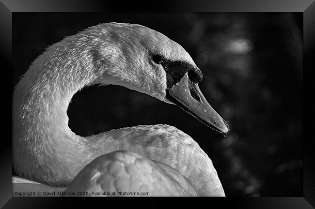 Sad Swan Framed Print by David Atkinson