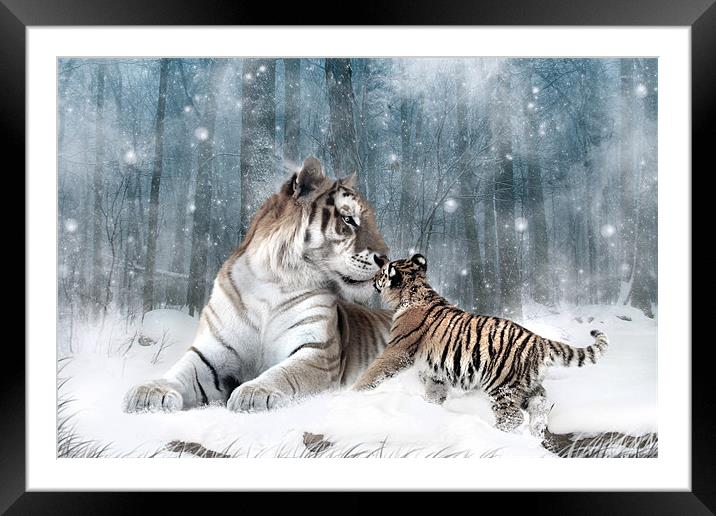 Kaiser Katrina and the Kiss Tiger Canvas Print Framed Mounted Print by Julie Hoddinott