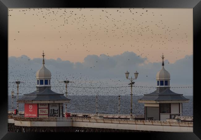 Blackpool North Pier Starlings  Framed Print by Caroline James