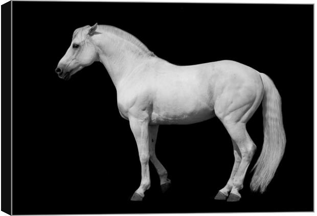 White horse against a black background. Canvas Print by Peter Bolton
