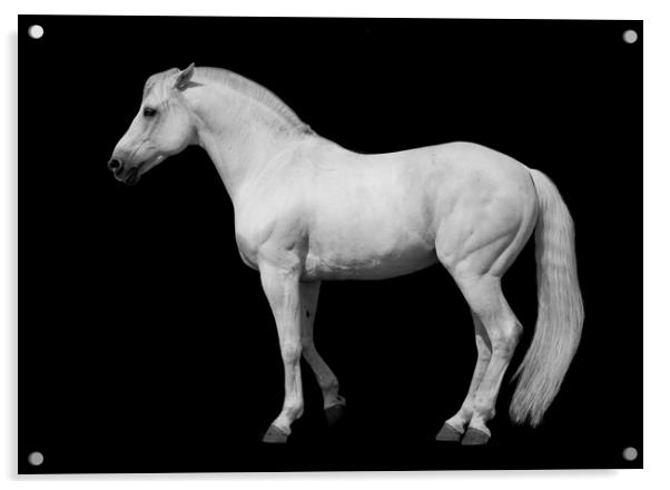 White horse against a black background. Acrylic by Peter Bolton