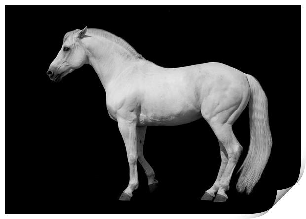 White horse against a black background. Print by Peter Bolton