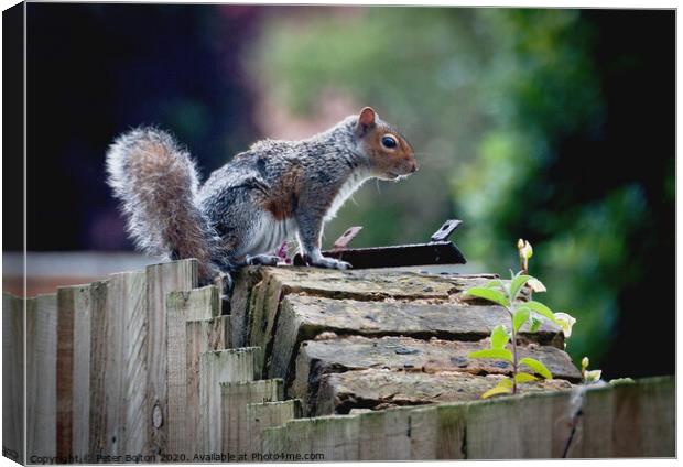 Grey Squirrel on a garden wall Canvas Print by Peter Bolton