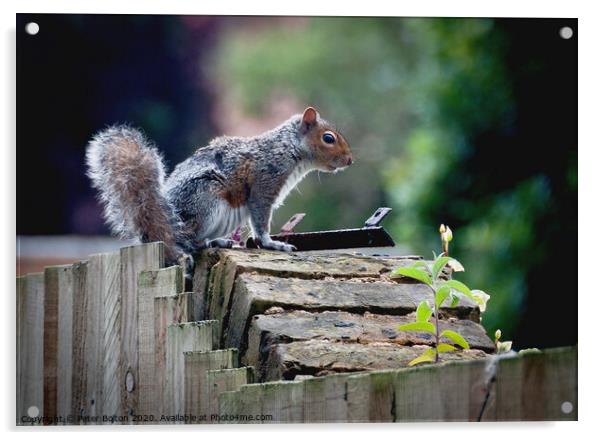 Grey Squirrel on a garden wall Acrylic by Peter Bolton