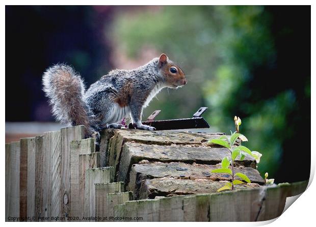 Grey Squirrel on a garden wall Print by Peter Bolton