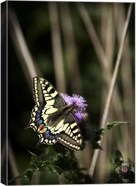 SWALLOWTAIL BUTTERFLY Canvas Print by Anthony R Dudley (LRPS)