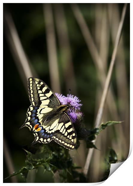 SWALLOWTAIL BUTTERFLY Print by Anthony R Dudley (LRPS)