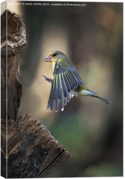 Greenfinch flying in Canvas Print by Kevin White