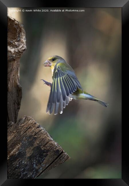 Greenfinch flying in Framed Print by Kevin White