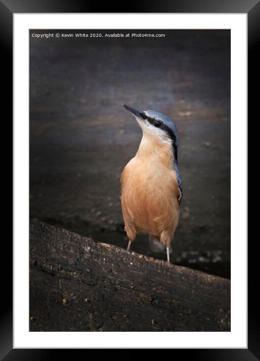 Inquisitive nuthatch Framed Mounted Print by Kevin White