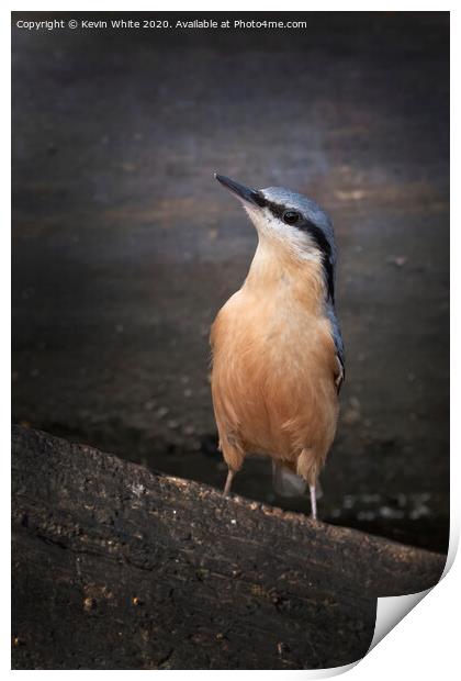 Inquisitive nuthatch Print by Kevin White