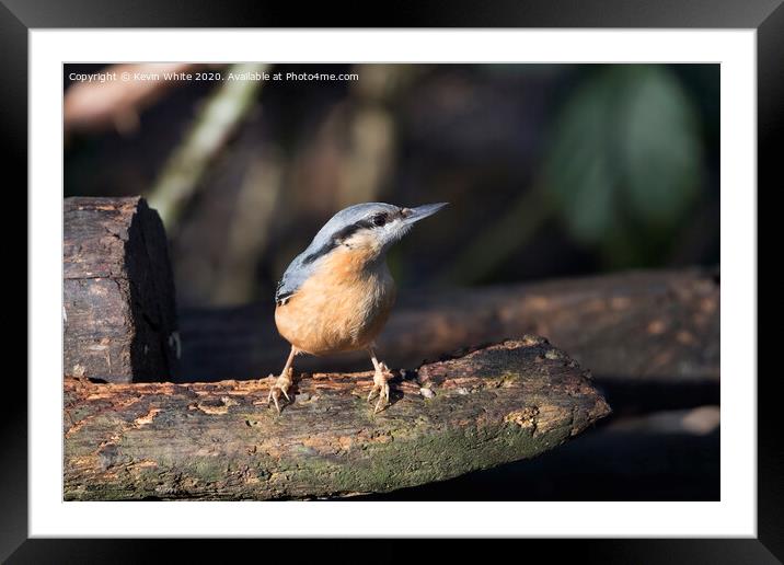 Nuthatch enjoying the winter sunshine Framed Mounted Print by Kevin White