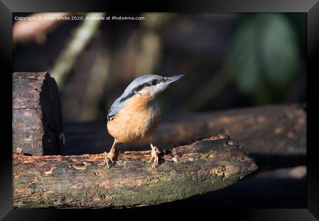 Nuthatch enjoying the winter sunshine Framed Print by Kevin White