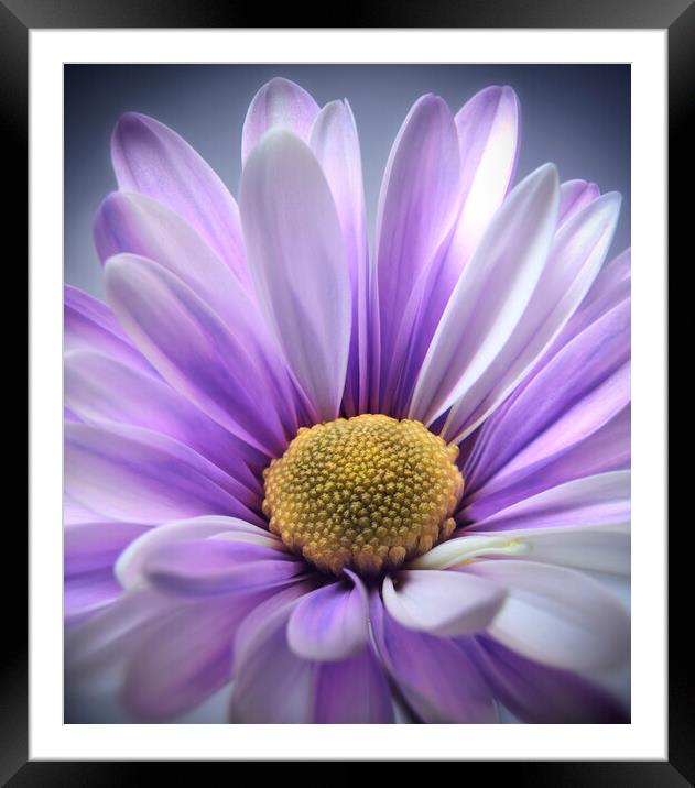 Purple Daisy Gerbera Framed Mounted Print by Adrian Brockwell