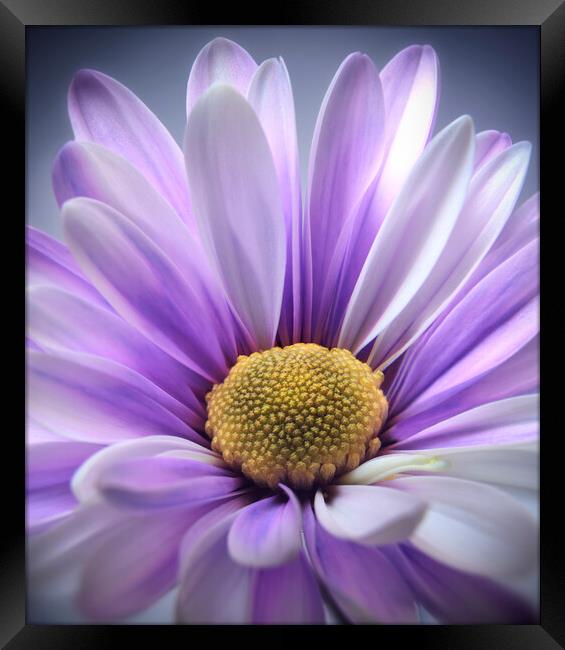 Purple Daisy Gerbera Framed Print by Adrian Brockwell