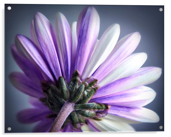 Purple Daisy Acrylic by Adrian Brockwell