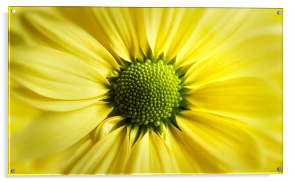 Yellow Daisy Gerbera Acrylic by Adrian Brockwell