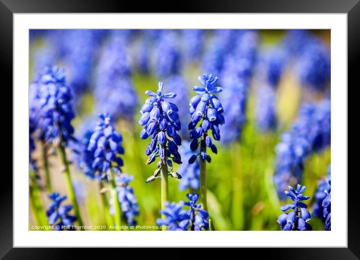 Lush Blue Symphony No.2 Framed Mounted Print by Phill Thornton