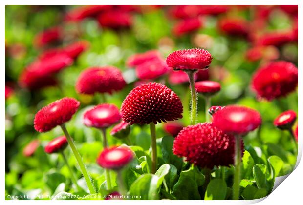 Radiant and Bold English Red Daisies Print by Phill Thornton