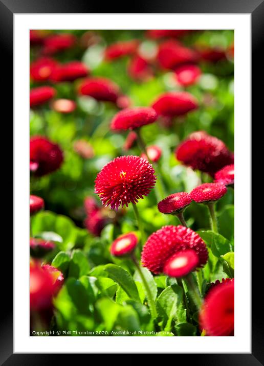 Radiant Red Daisy Delight No.2 Framed Mounted Print by Phill Thornton