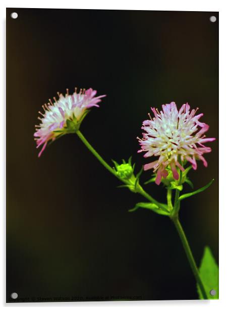 Knautia arvensis Acrylic by Steven Watson