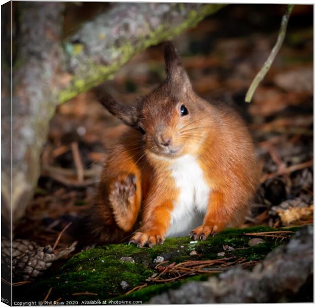 A wild Red Squirrel with an itch  Canvas Print by Phil Reay