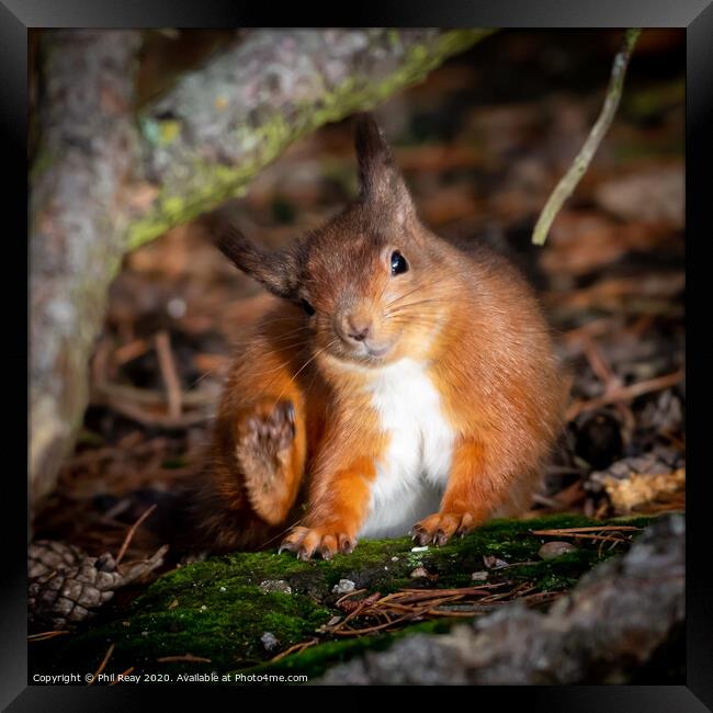 A wild Red Squirrel with an itch  Framed Print by Phil Reay