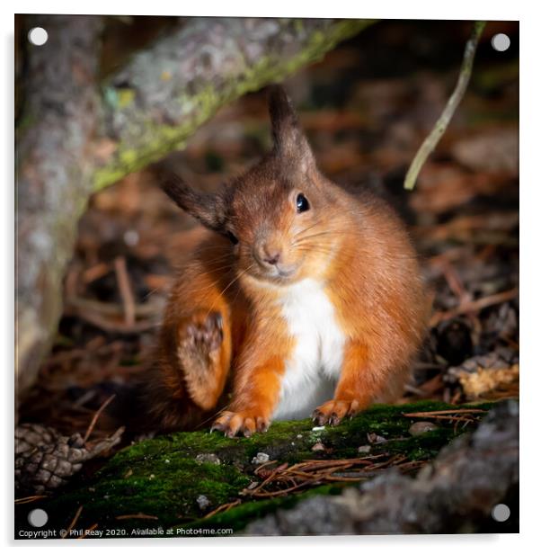 A wild Red Squirrel with an itch  Acrylic by Phil Reay