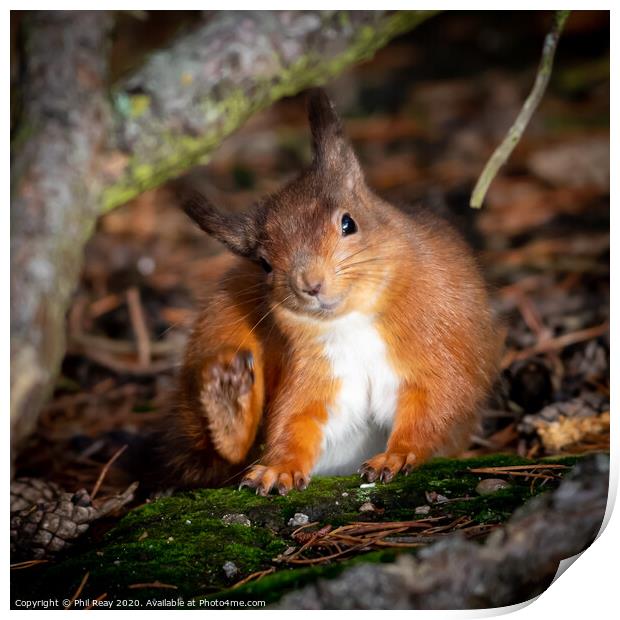 A wild Red Squirrel with an itch  Print by Phil Reay